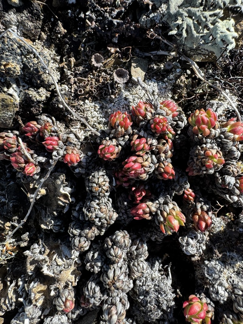 Saxifraga bronchialis subsp. funstonii photo 4