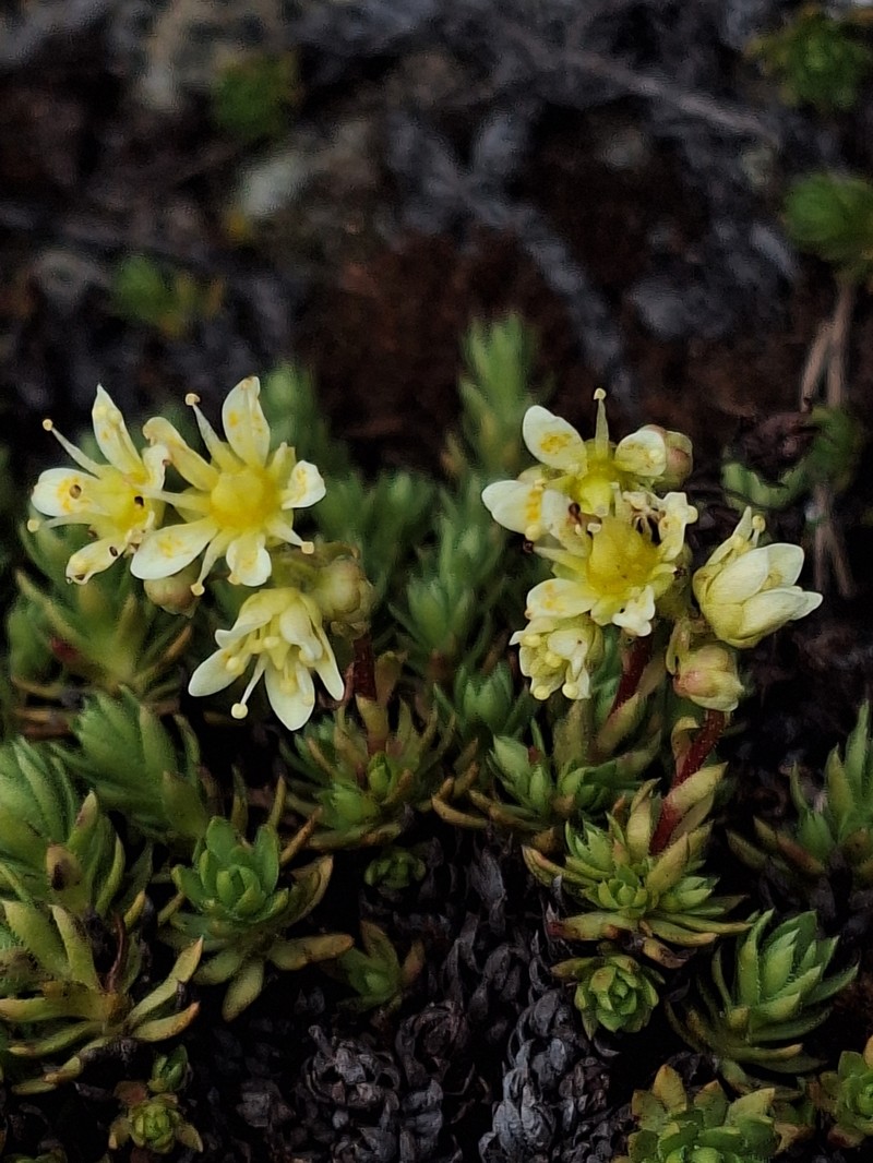 Saxifraga bronchialis subsp. funstonii photo 5