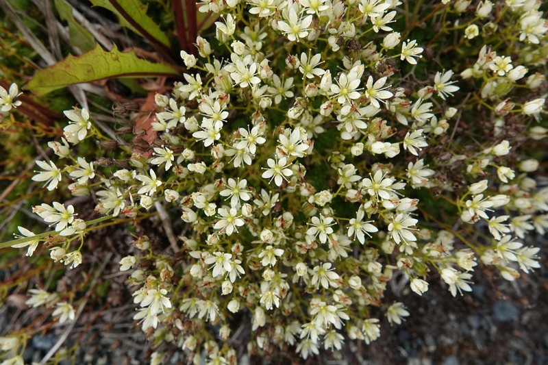 Saxifraga bronchialis subsp. funstonii photo 6
