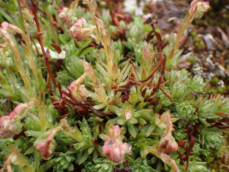 Saxifraga bronchialis subsp. funstonii photo 7