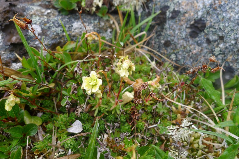 Saxifraga bronchialis subsp. funstonii photo 8