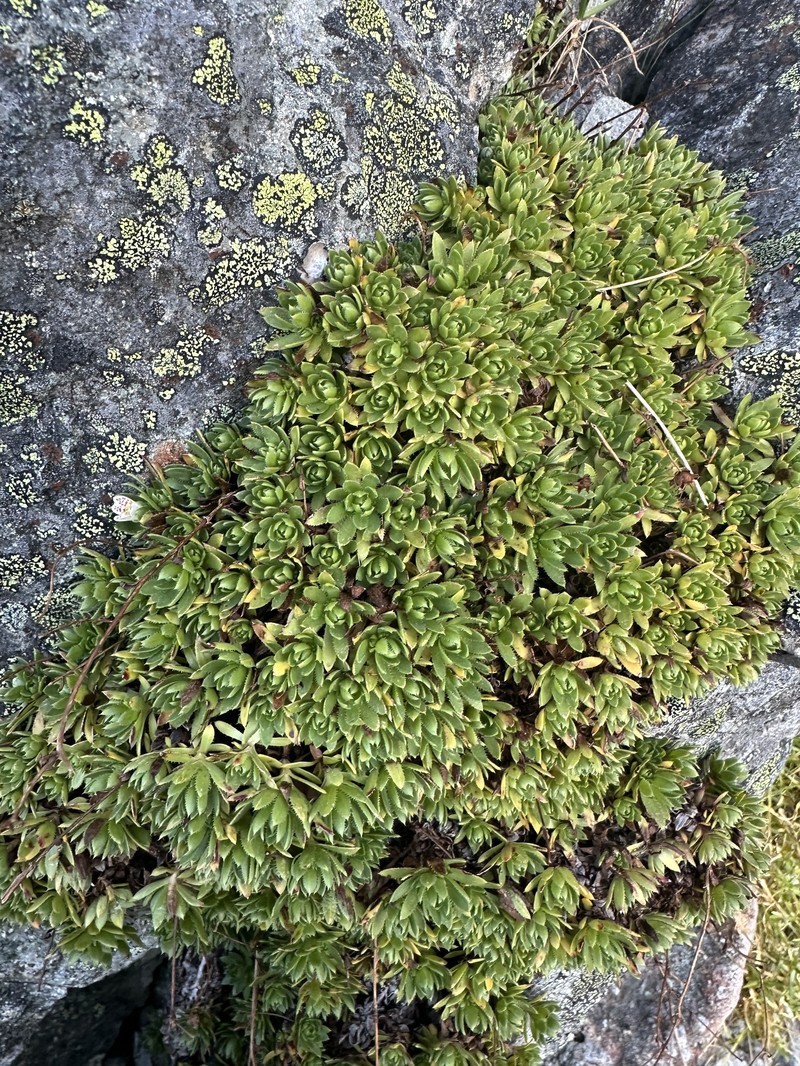 Saxifraga bronchialis var. rebunshirensis
