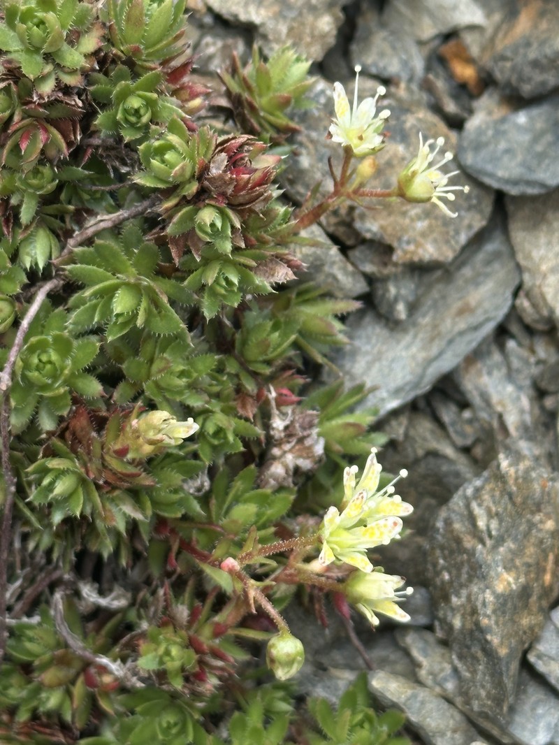 Saxifraga bronchialis var. rebunshirensis photo 2