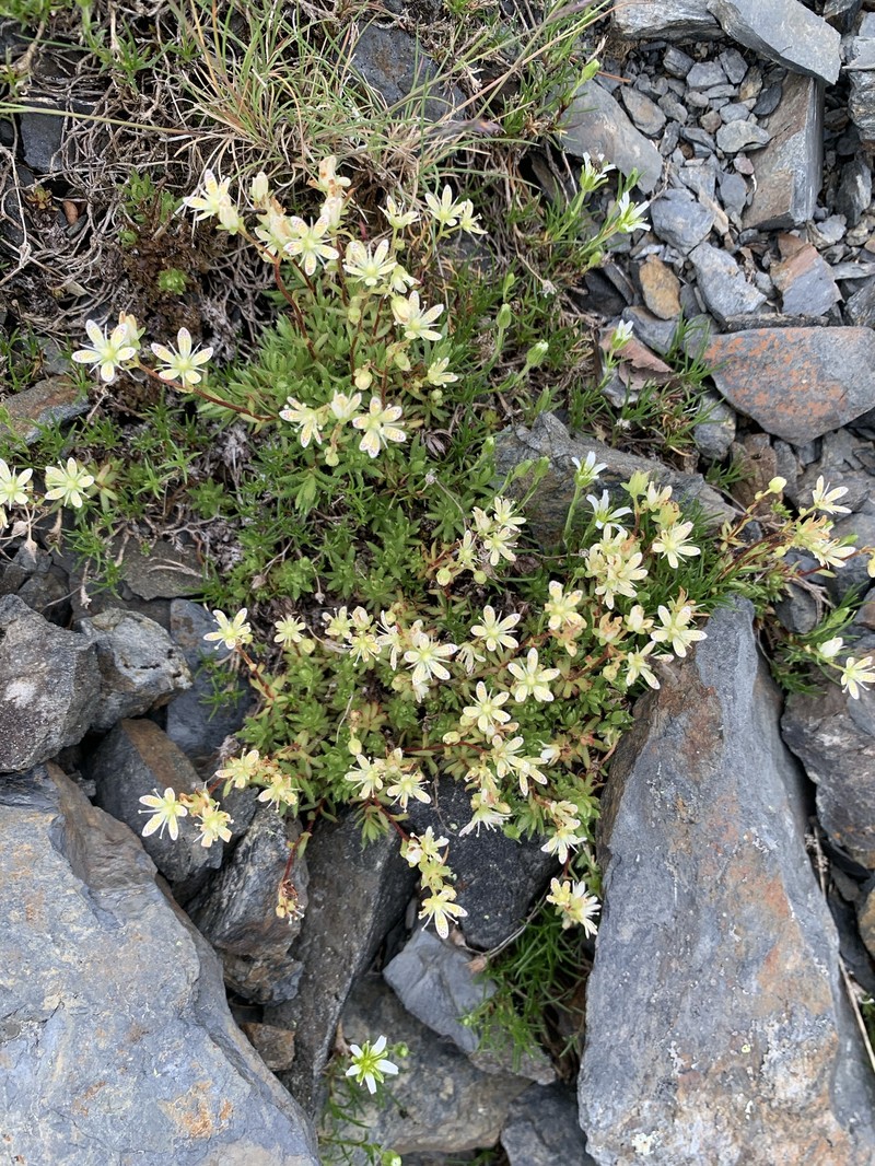 Saxifraga bronchialis var. rebunshirensis photo 3