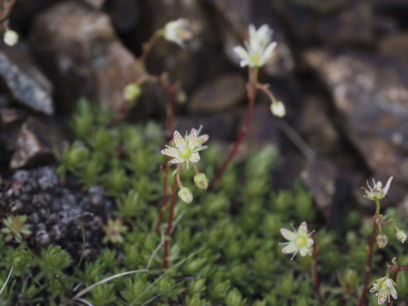 Saxifraga bronchialis var. rebunshirensis photo 4