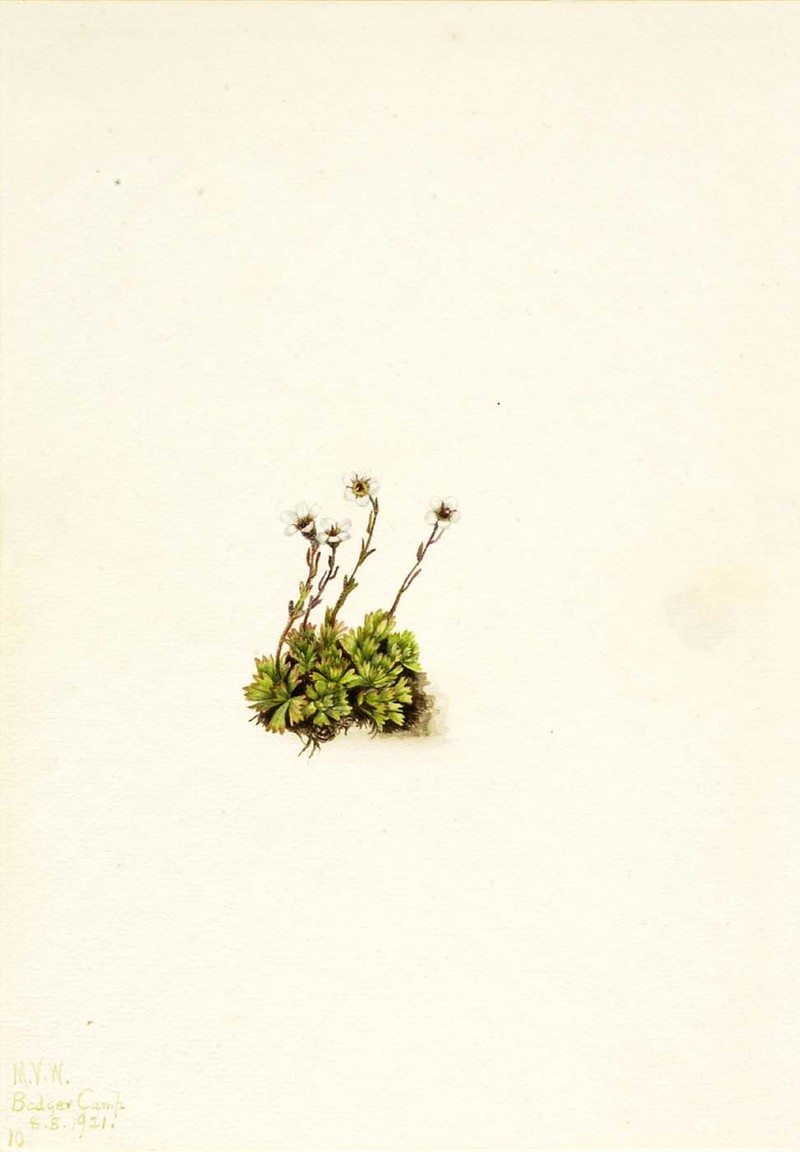Tufted Alpine Saxifrage