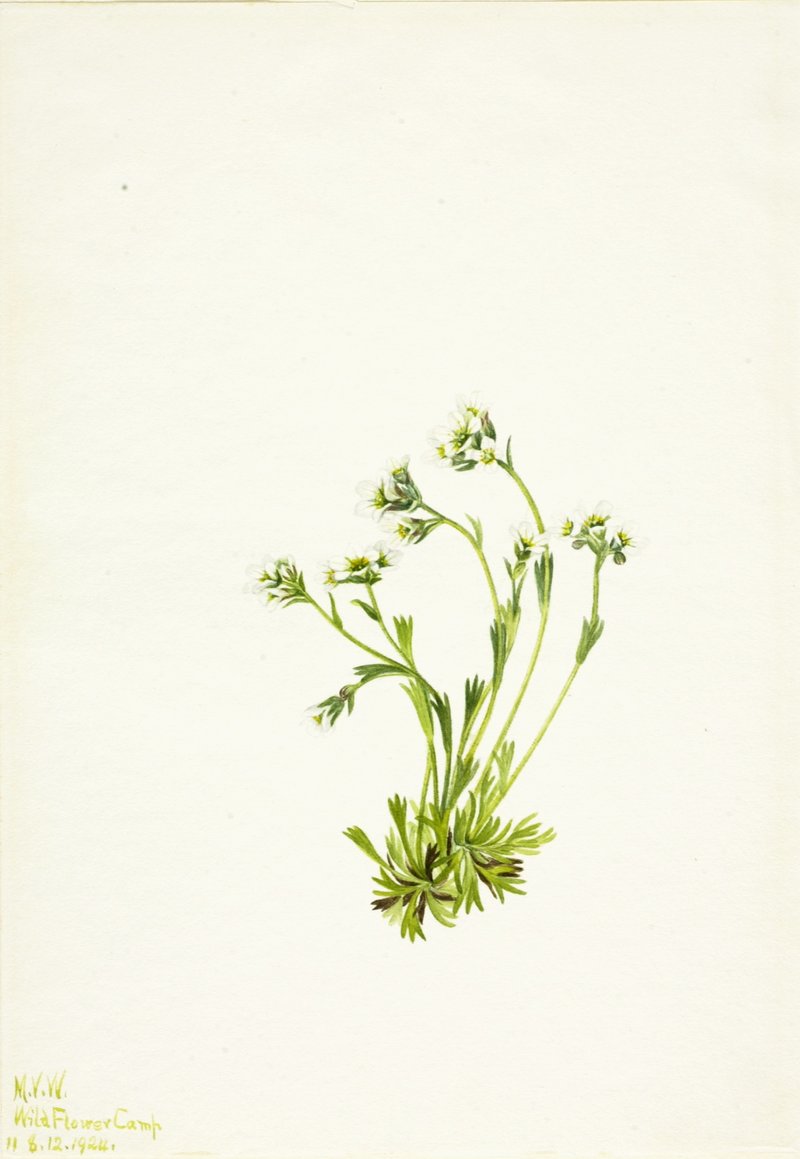 Tufted Alpine Saxifrage photo 5