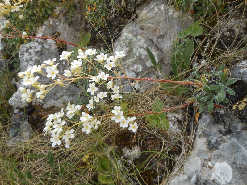 Saxifraga callosa subsp. australis