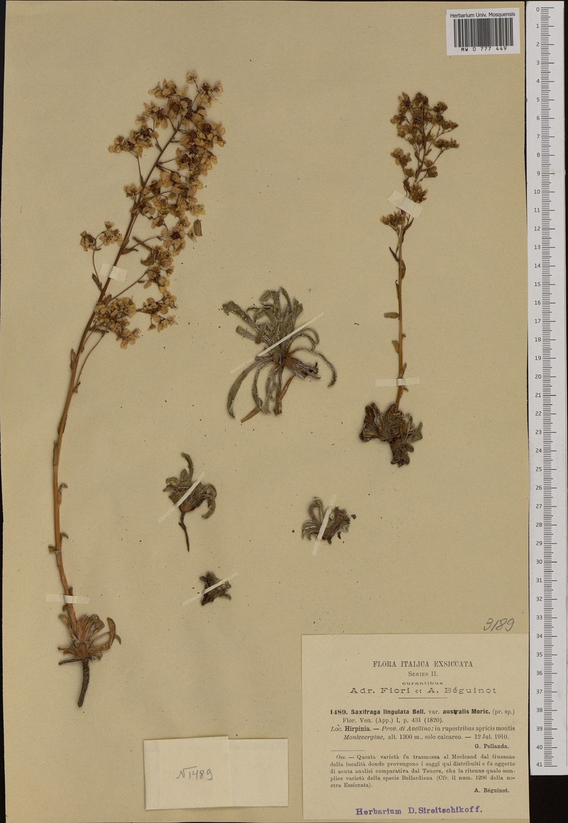Saxifraga callosa subsp. australis photo 2