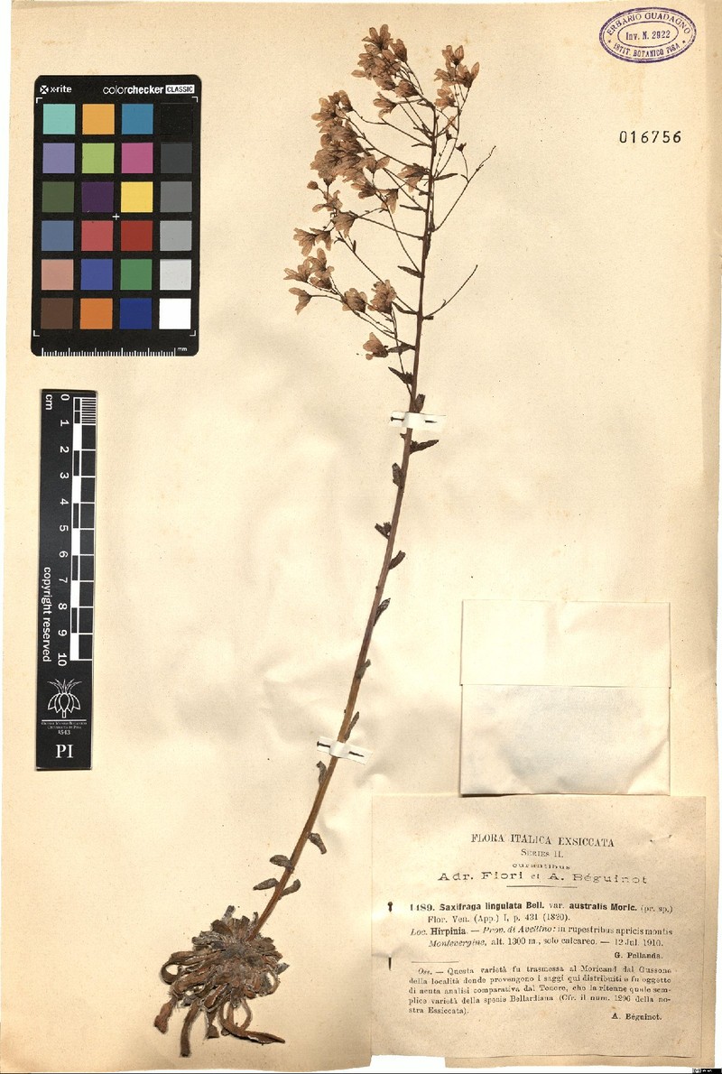 Saxifraga callosa subsp. australis photo 3