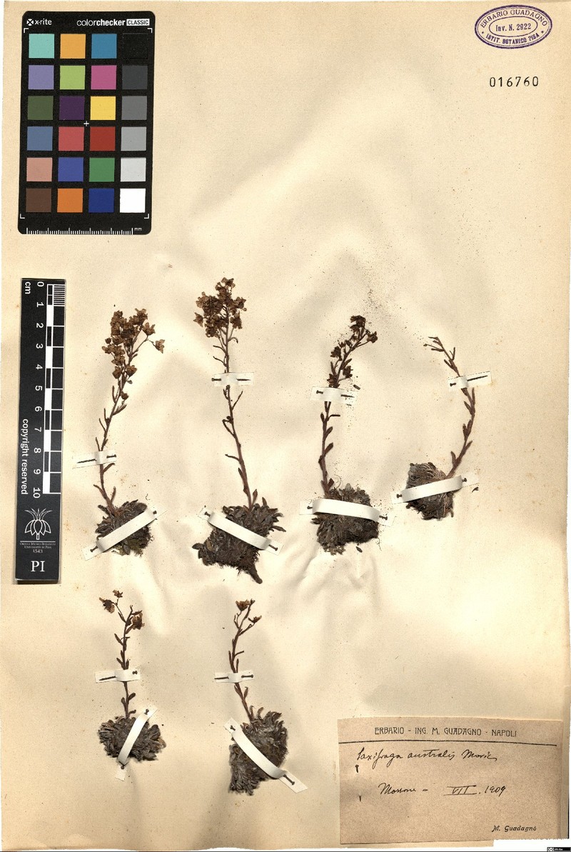 Saxifraga callosa subsp. australis photo 4