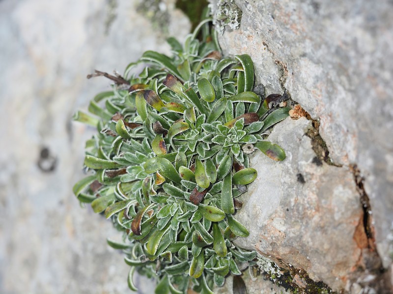 Saxifraga callosa subsp. callosa