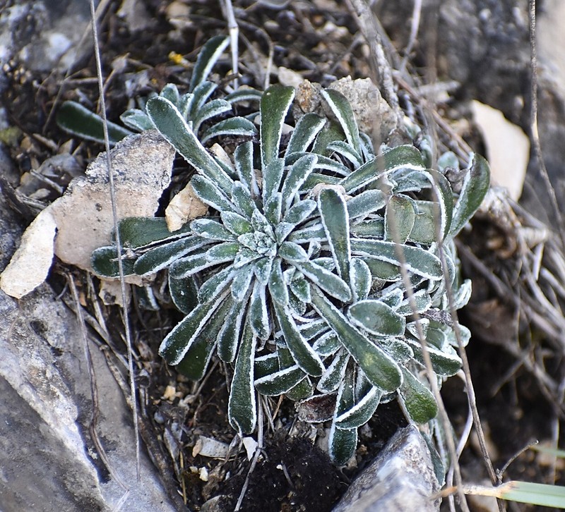 Saxifraga callosa subsp. callosa photo 2