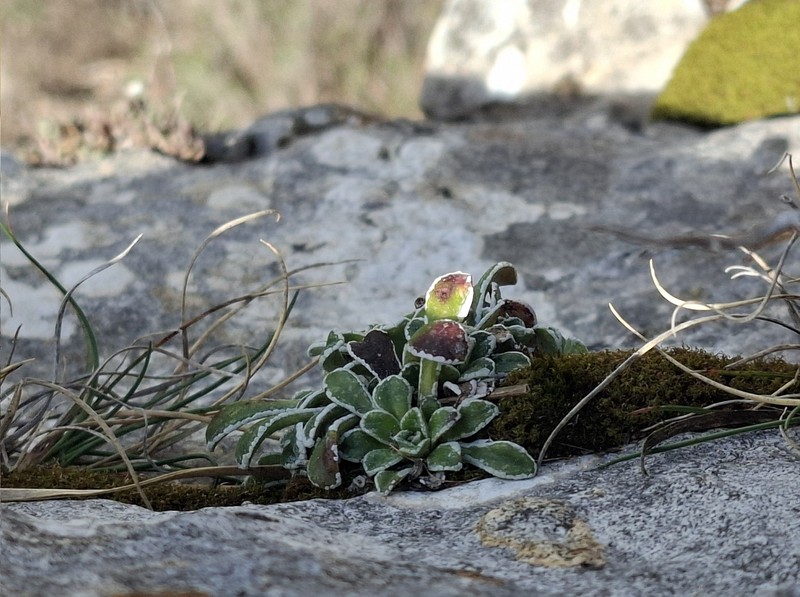 Saxifraga callosa subsp. callosa photo 3