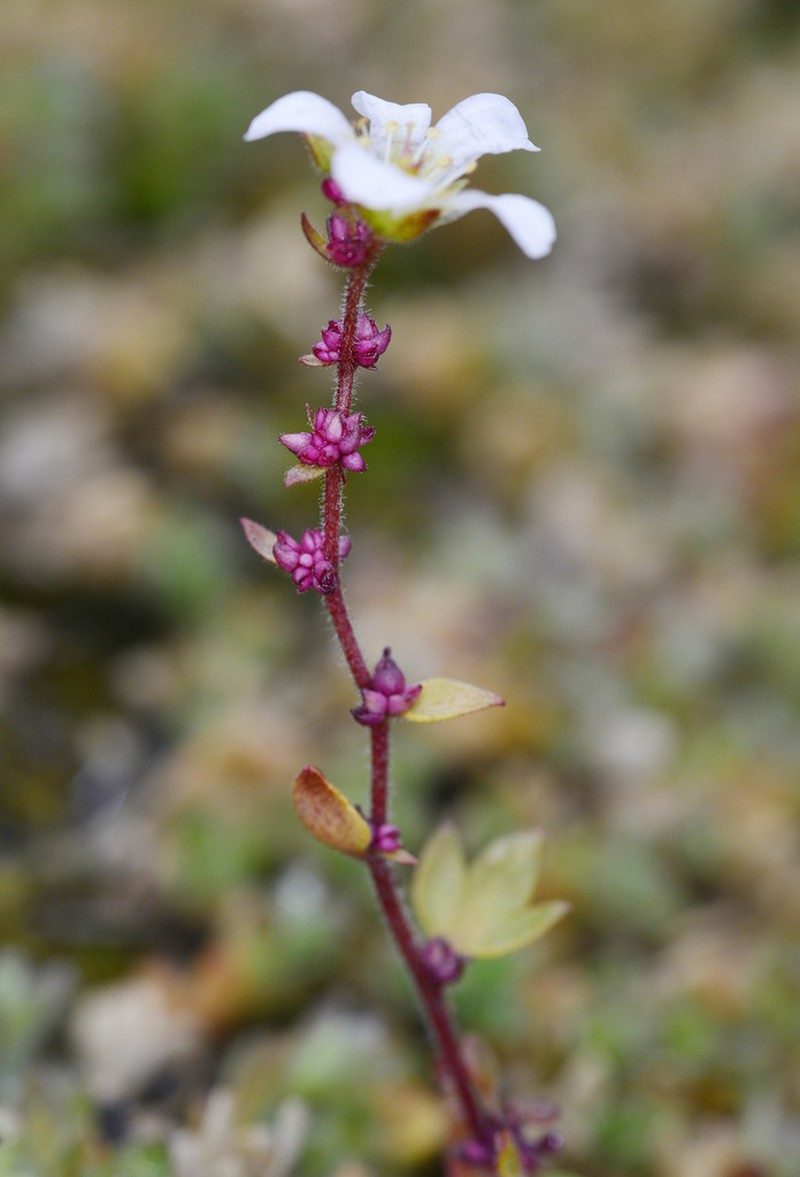 Nodding Saxifrage photo 4