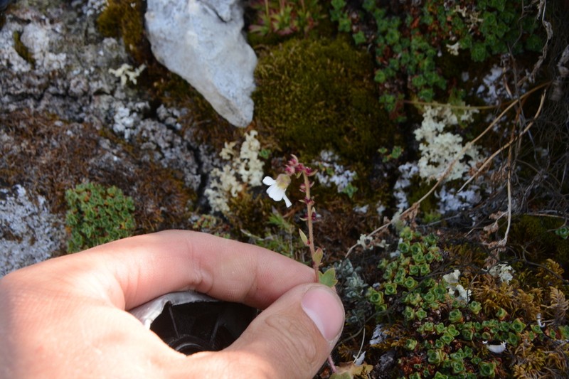 Nodding Saxifrage photo 5