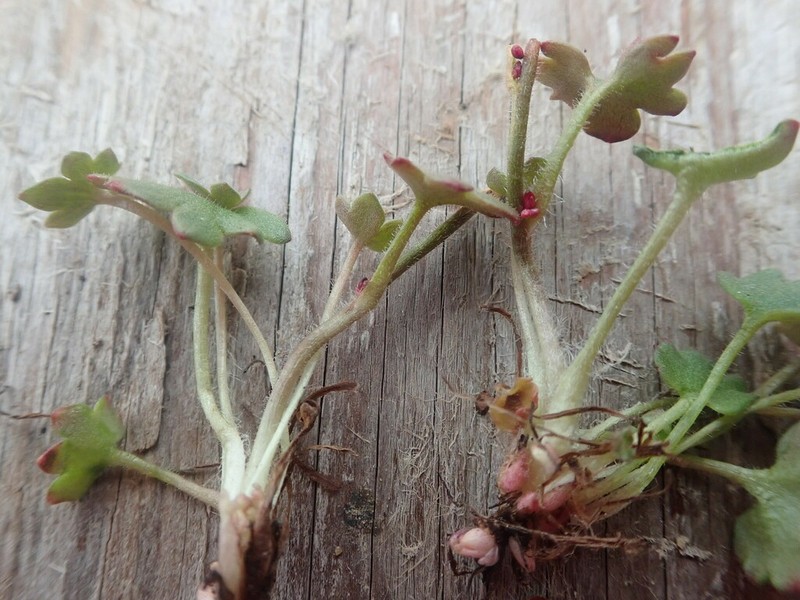 Nodding Saxifrage photo 6
