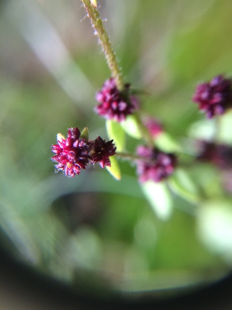 Nodding Saxifrage photo 7