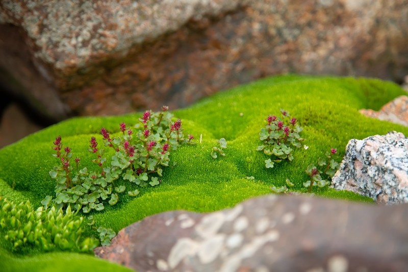 Nodding Saxifrage photo 8