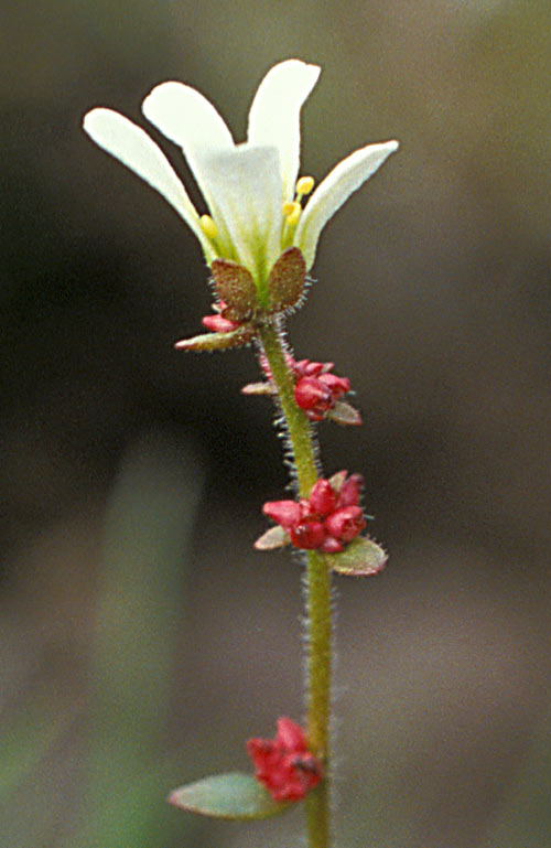 Nodding Saxifrage photo 4