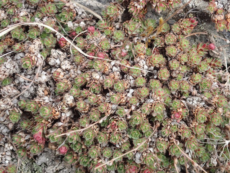 Saxifraga cherlerioides