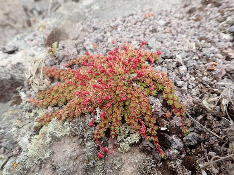 Saxifraga cherlerioides photo 2