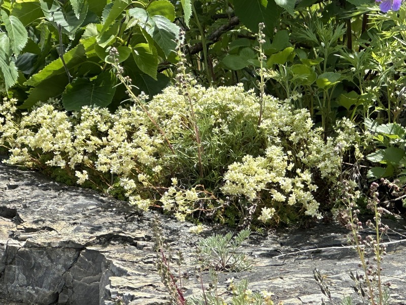 Saxifraga cherlerioides photo 3