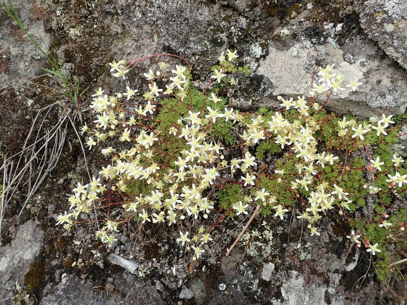 Saxifraga cherlerioides photo 4
