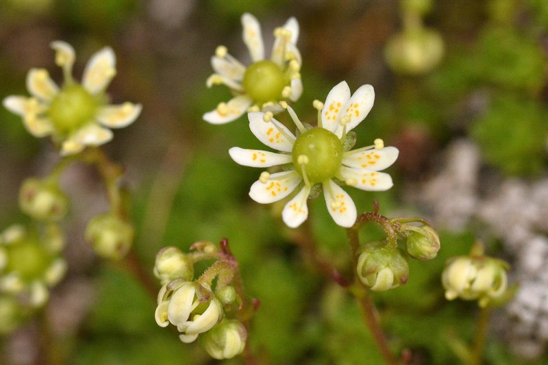 Saxifraga cherlerioides photo 5