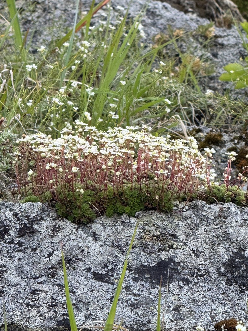 Saxifraga cherlerioides photo 6