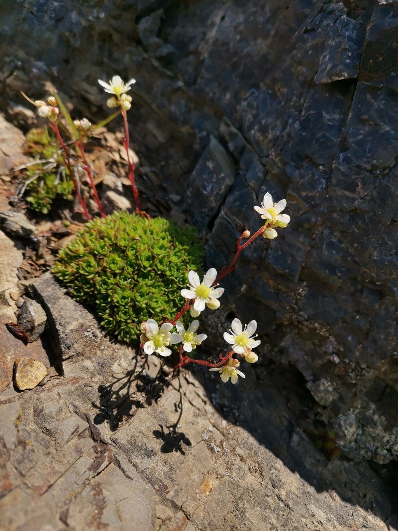 Saxifraga cherlerioides photo 7