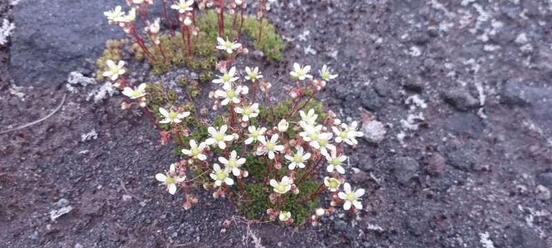 Saxifraga cherlerioides photo 8