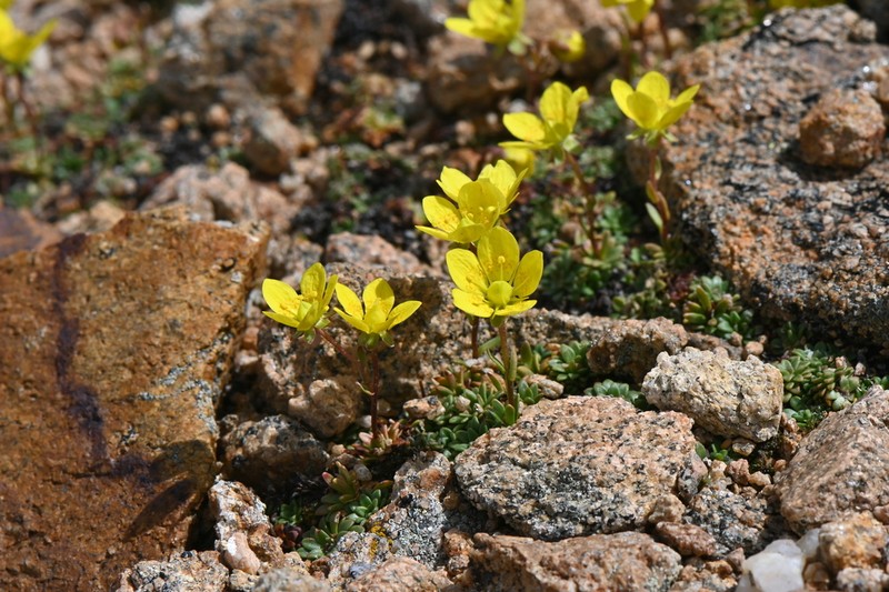 Goldbloom Saxifrage