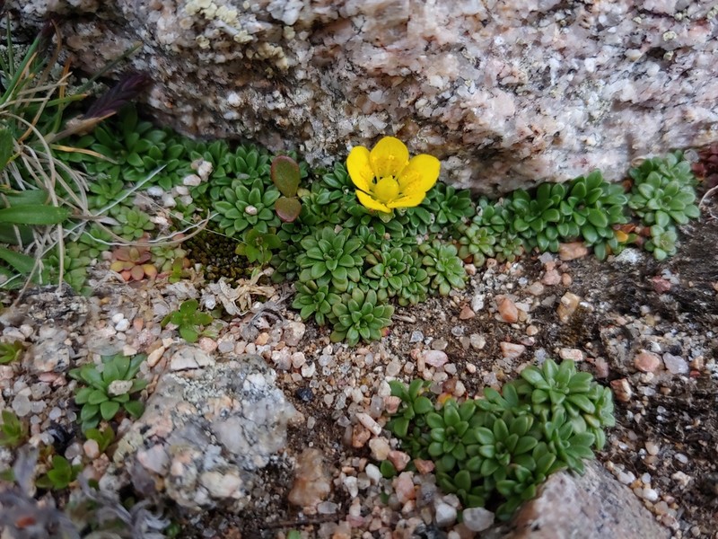 Goldbloom Saxifrage photo 2
