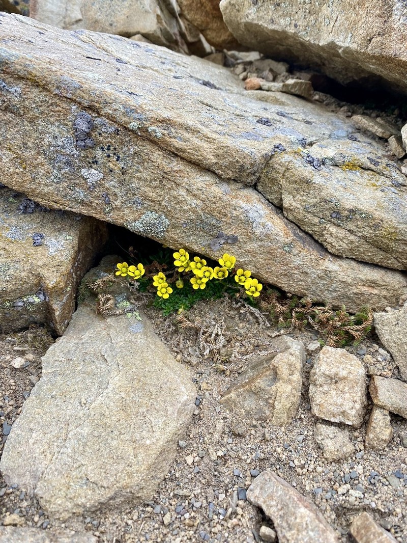 Goldbloom Saxifrage photo 3