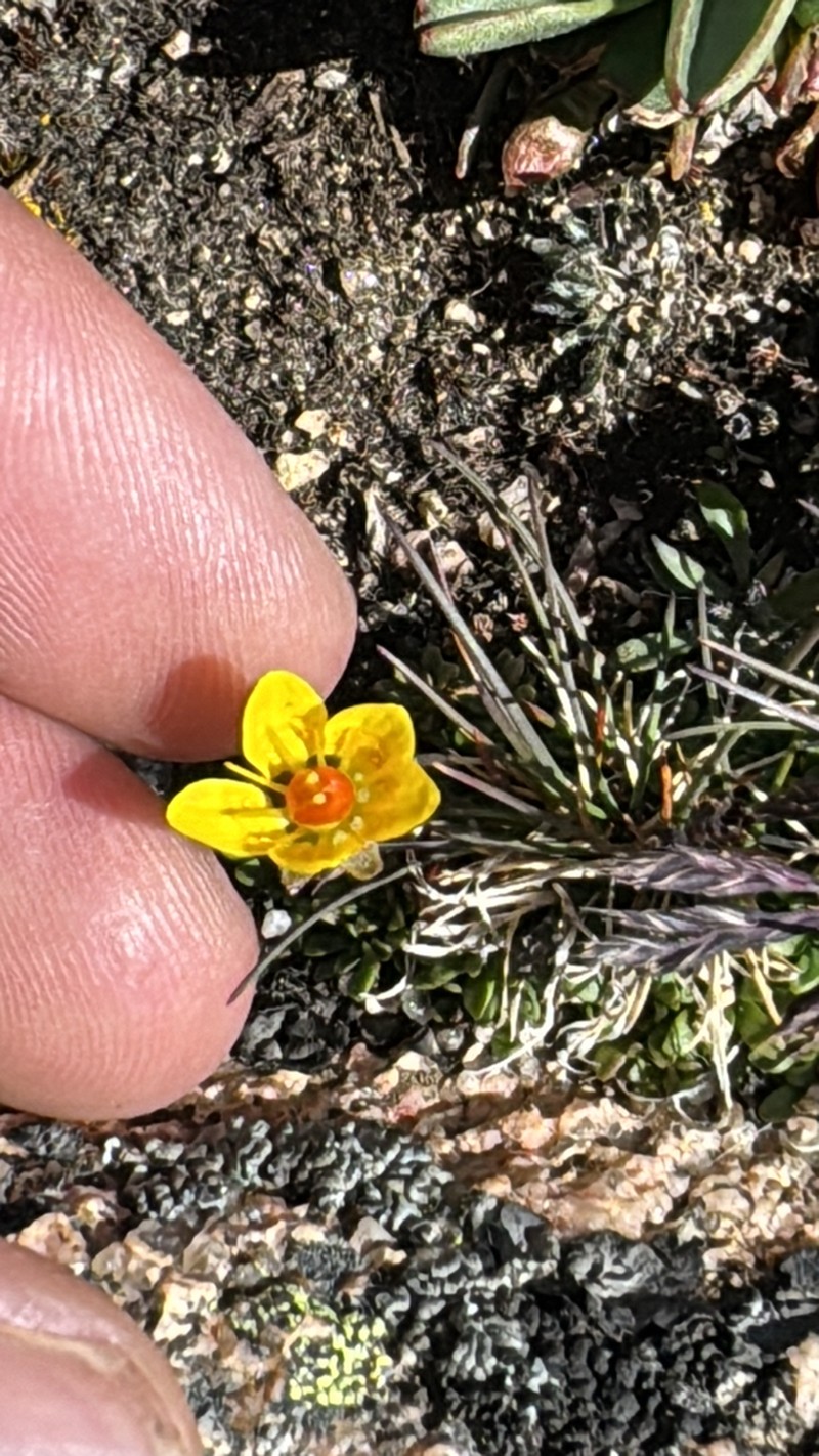 Goldbloom Saxifrage photo 4