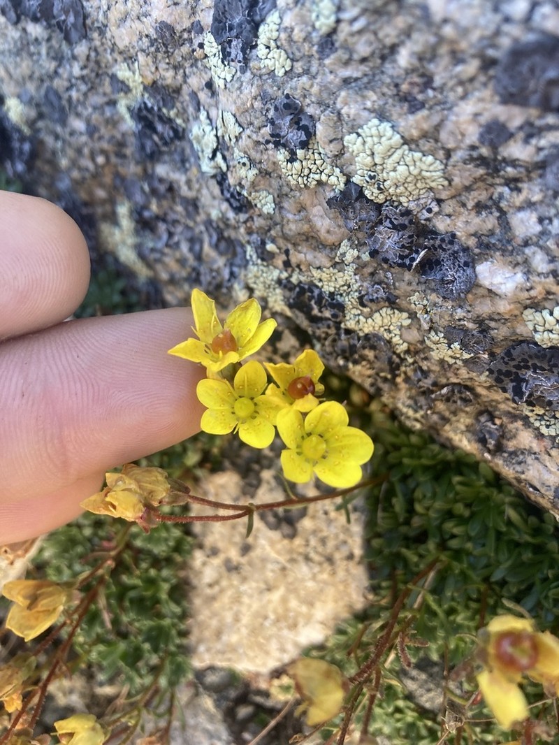 Goldbloom Saxifrage photo 5