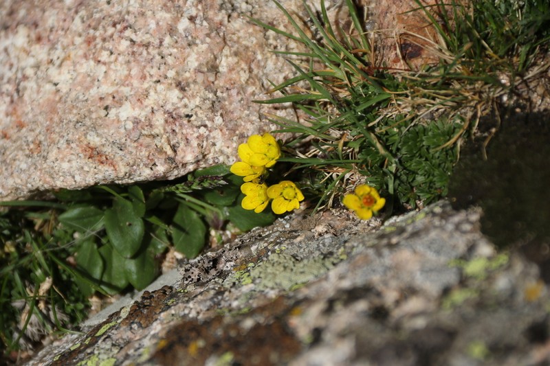Goldbloom Saxifrage photo 6