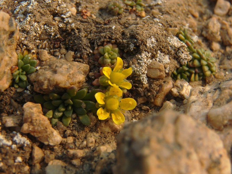 Goldbloom Saxifrage photo 7