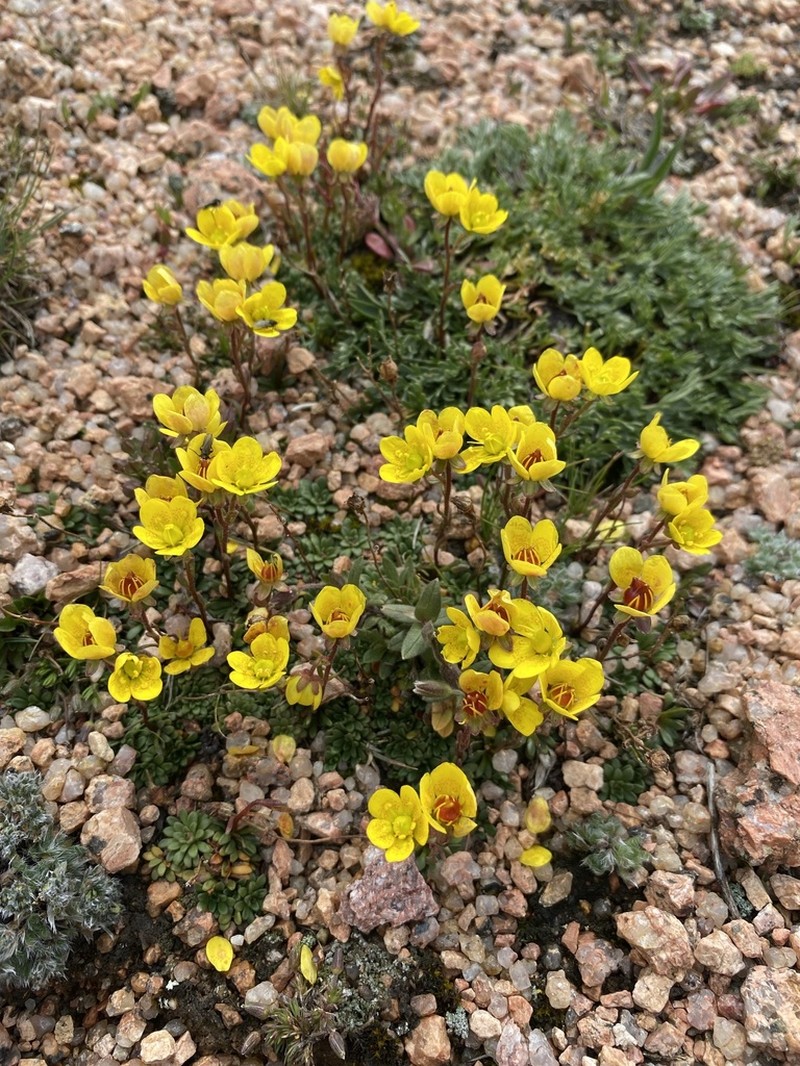 Goldbloom Saxifrage photo 8