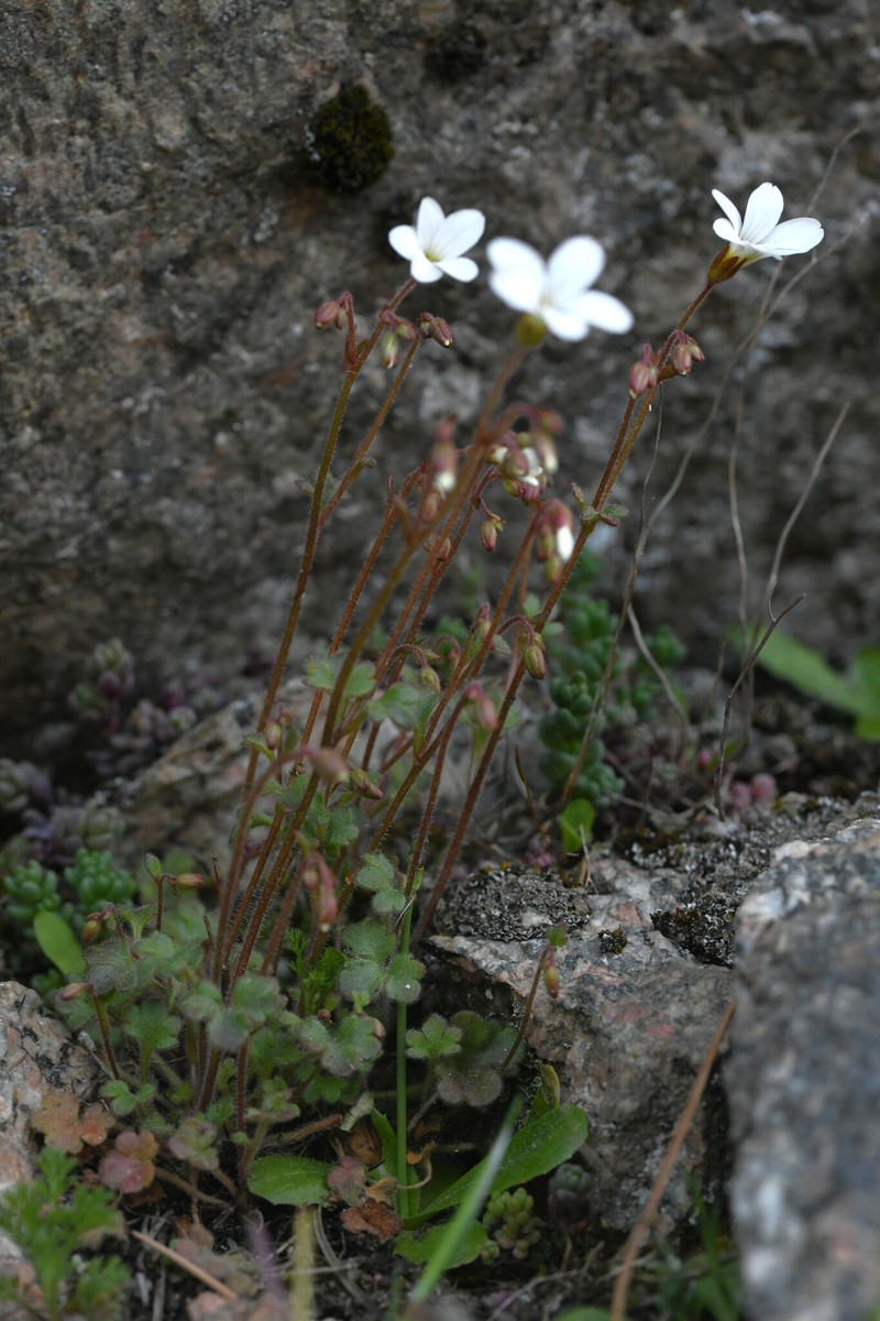 Saxifraga corsica subsp. corsica