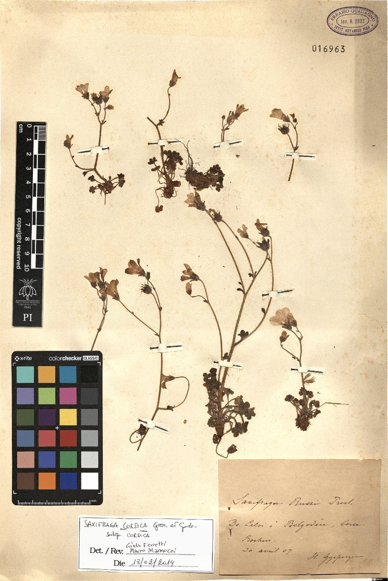 Saxifraga corsica subsp. corsica photo 2