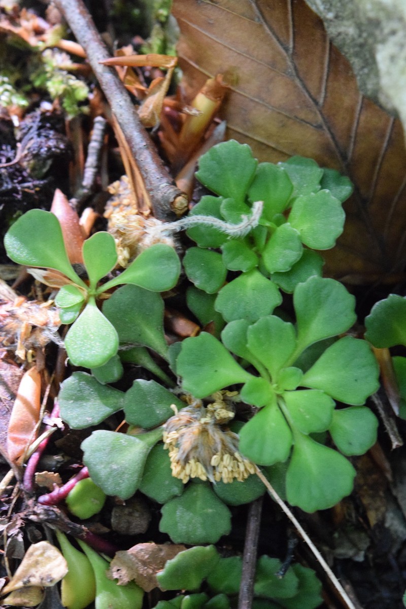 Saxifraga cuneifolia subsp. cuneifolia