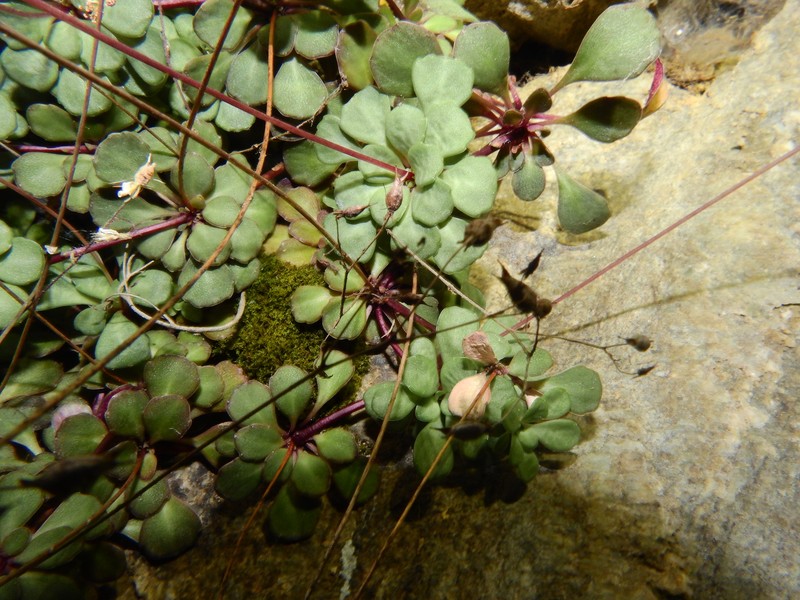 Saxifraga cuneifolia subsp. cuneifolia photo 2
