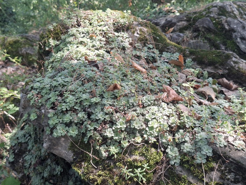 Saxifraga cuneifolia subsp. cuneifolia photo 3