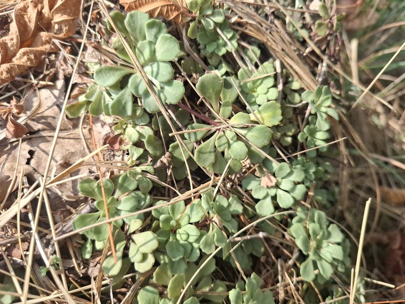 Saxifraga cuneifolia subsp. cuneifolia photo 4