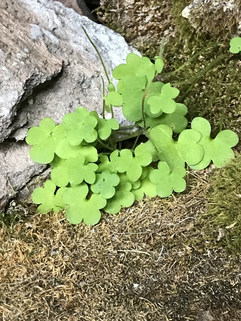 Saxifraga debilis photo 2