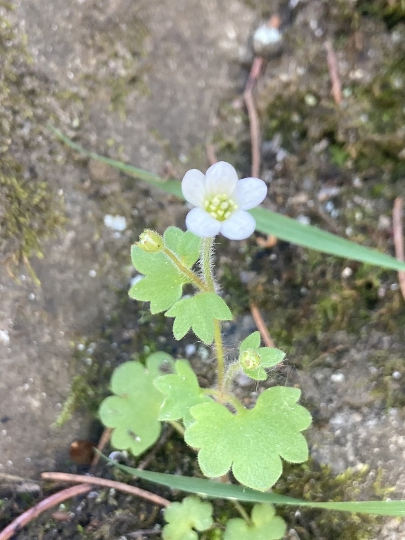 Saxifraga debilis photo 3