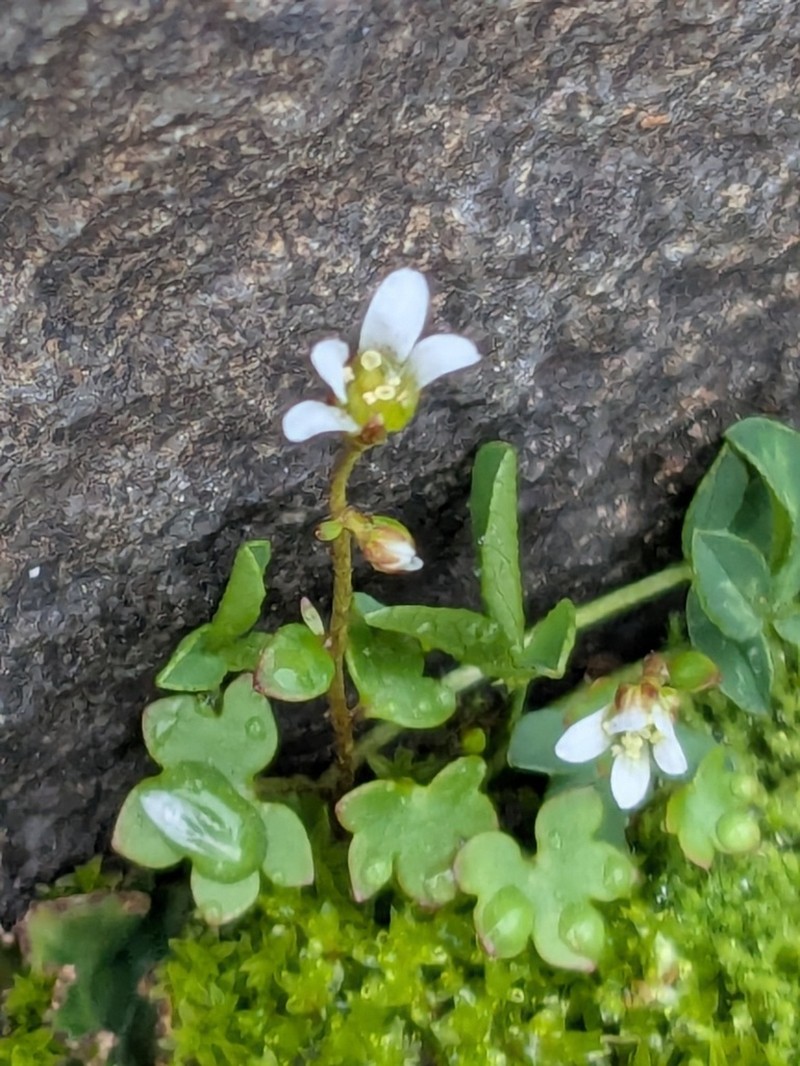 Saxifraga debilis photo 4