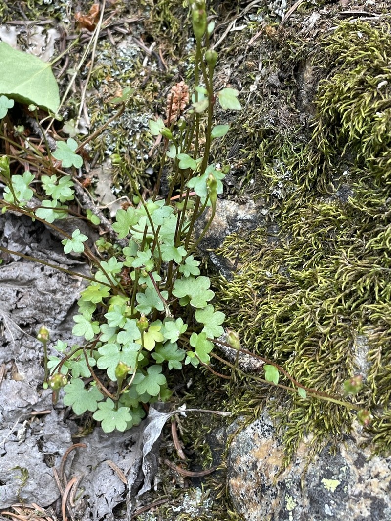 Saxifraga debilis photo 5